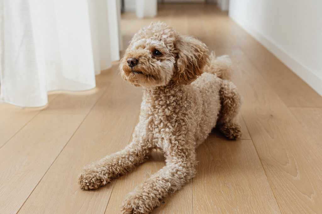 Light, Nostalgia, and Nature: Ecowood Oak Floors and Doors in a Contemporary Countryside Home