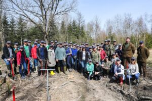 Oak planting