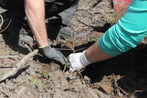 Proud oak planting team